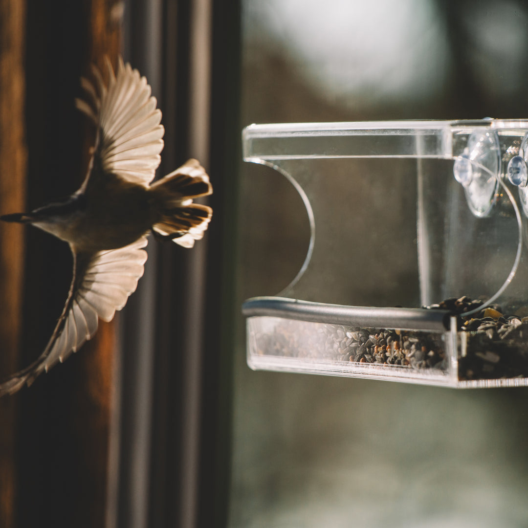 Perch – Window Bird Feeder