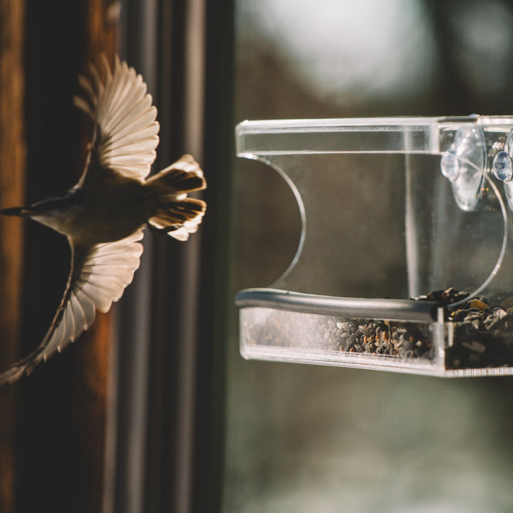 Perch – Window Bird Feeder