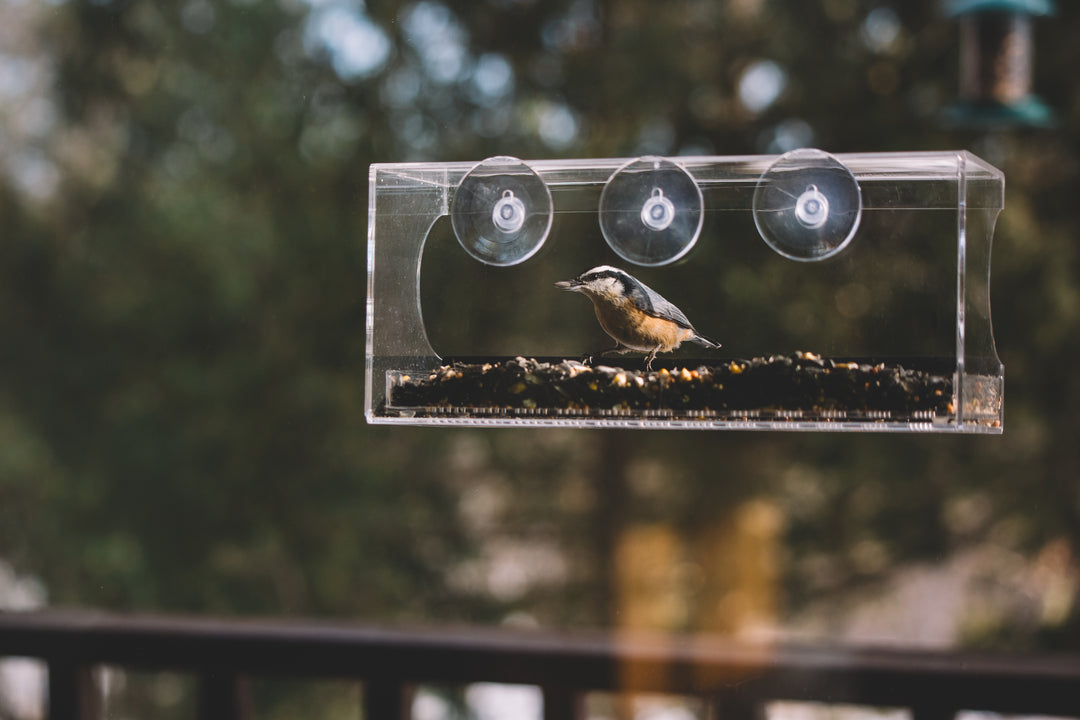 Perch – Window Bird Feeder