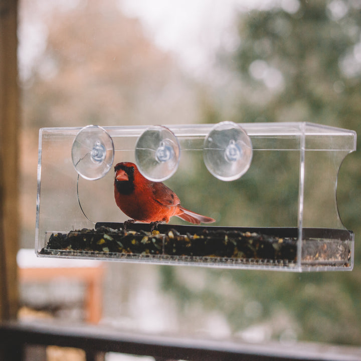 Perch – Window Bird Feeder